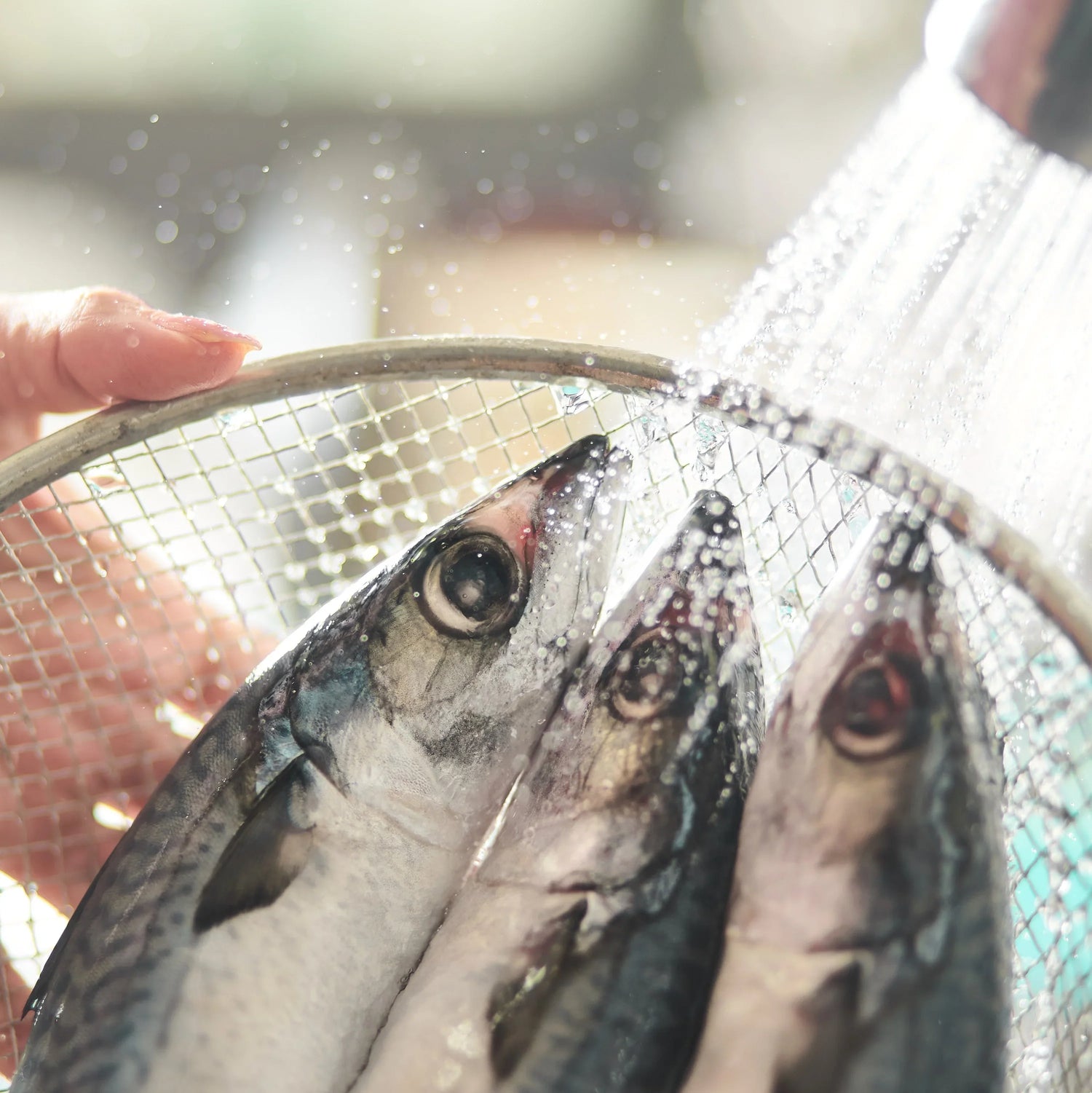 Drei frische Makrelen werden in einem Drahtsieb unter fließendem Wasser gewaschen – ein hochwertiger Kaltwasserfisch, bekannt für seinen natürlichen Omega-3-Gehalt.