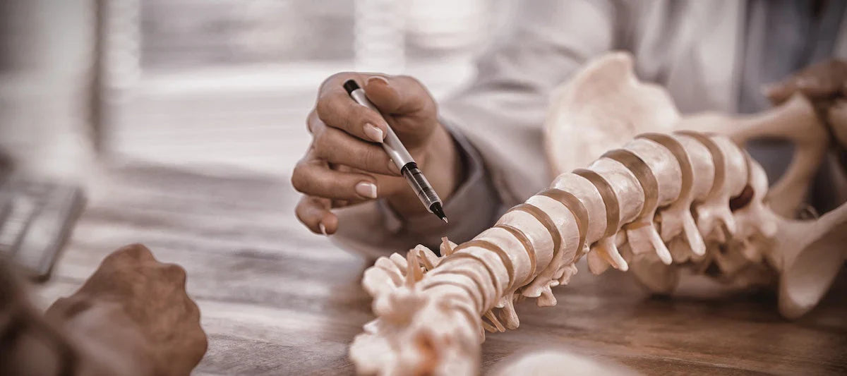 Arzt zeigt mit einem Stift auf ein anatomisches Wirbelsäulenmodell – Symbol für Knochengesundheit und medizinische Beratung.