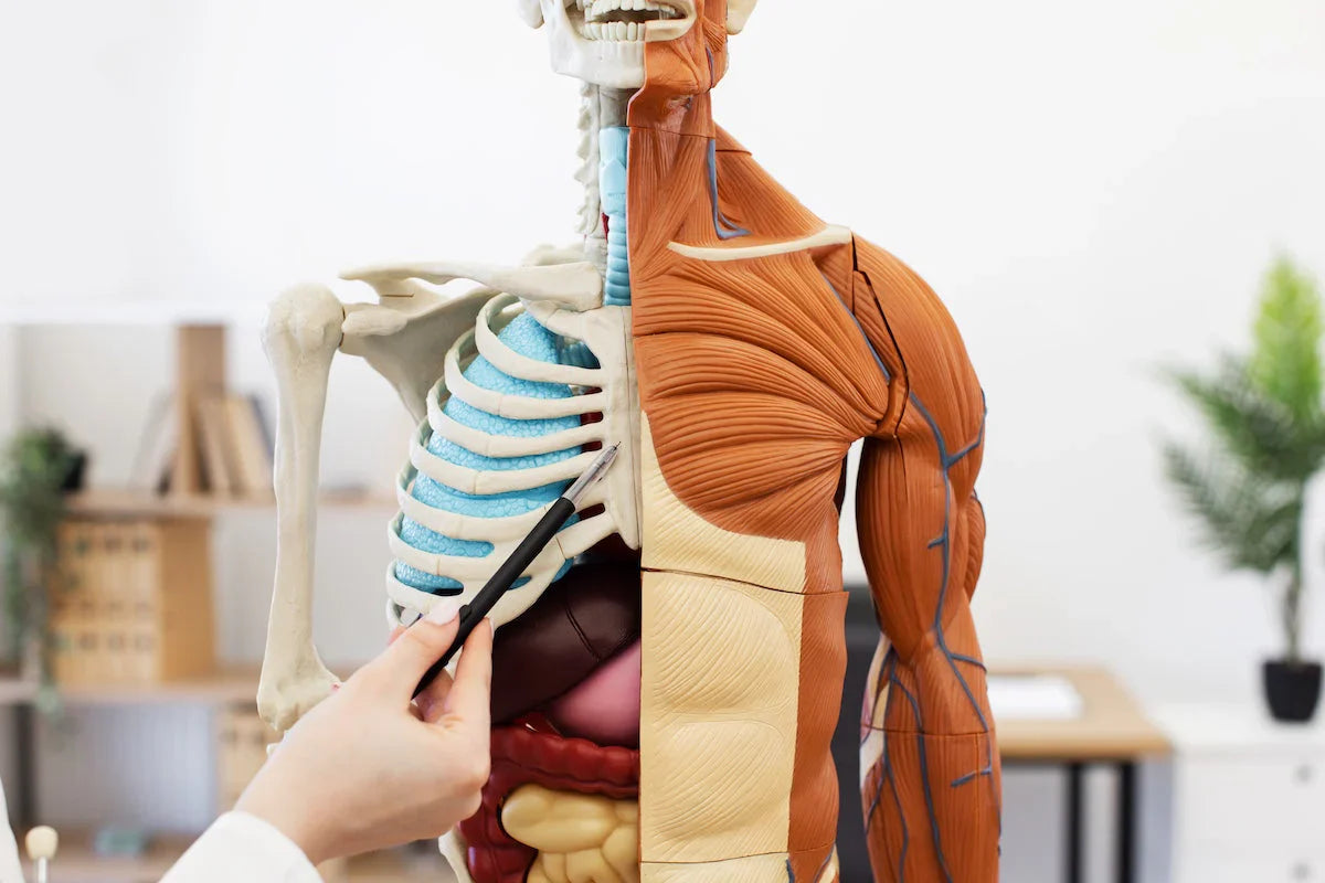 Medizinisches Anatomie-Modell des menschlichen Oberkörpers mit sichtbarem Skelett, Muskeln und Organen, während eine Person mit einem Stift auf den Brustbereich zeigt.