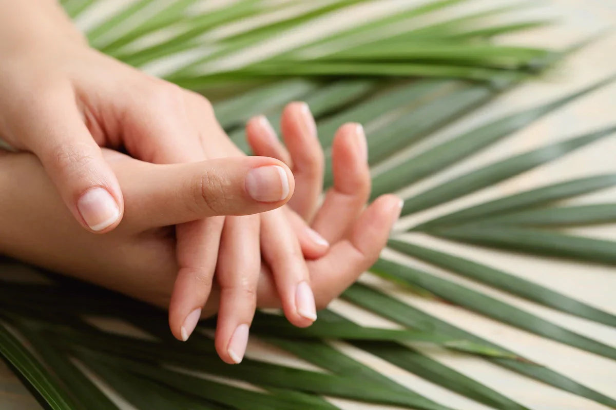 Nahaufnahme gepflegter natürlicher Fingernägel auf einem grünen Palmenblatt – Symbol für gesunde Nägel und natürliche Pflege.